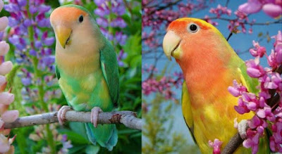 The 10 Most Excellent Lovebird Types and the Lovebird Color Trend