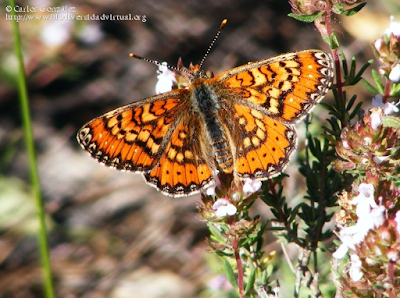 http://www.biodiversidadvirtual.org/insectarium/Euphydryas-desfontainii-img467253.html