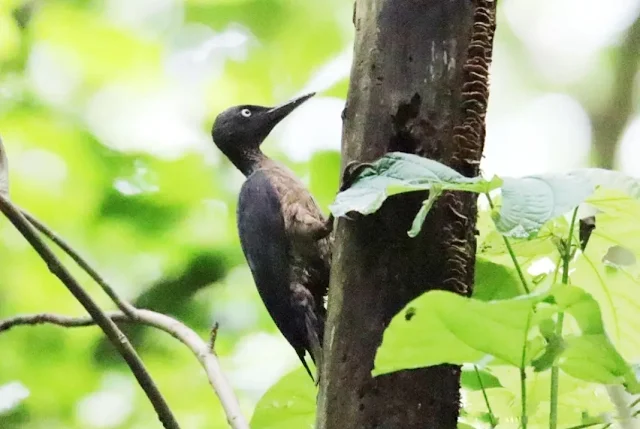 Ashy Woodpecker (Mulleripicus fulvus)