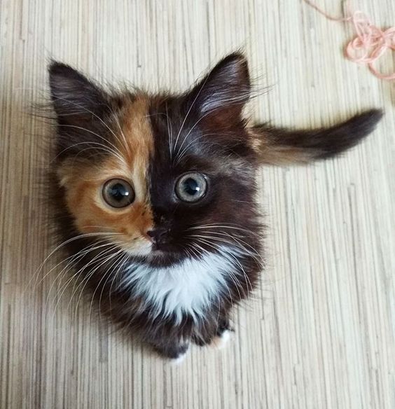 Cute Cat Photos
