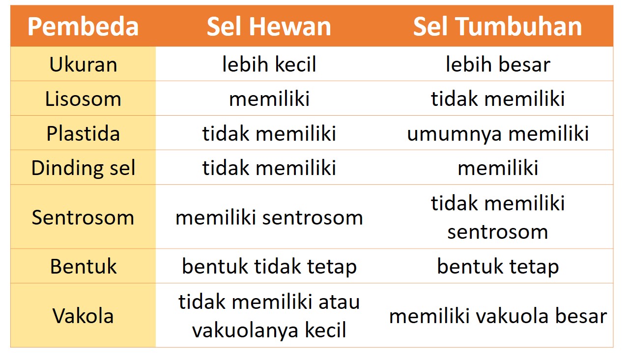 Perbedaan Sel  Hewan  dan Sel  Tumbuhan Biologi Sel 