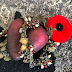 A POPPY FOR A HEART - REMEMBRANCE DAY NOVEMBER 11TH, 2023