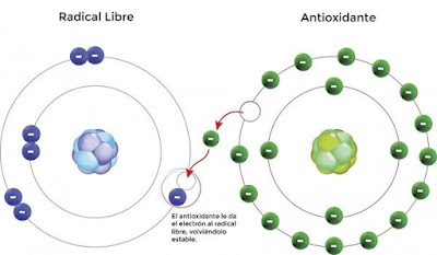 <img src="cómo-actúan-los-antioxidantes.jpg" alt="el antioxidante dona un electrón al radical libre, volviéndolo estable"/>