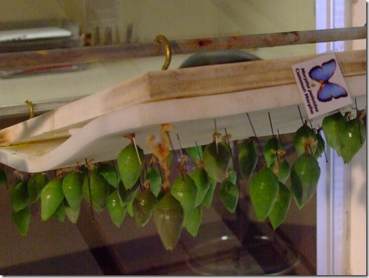 Cocoons 1