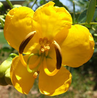 round yellow flower