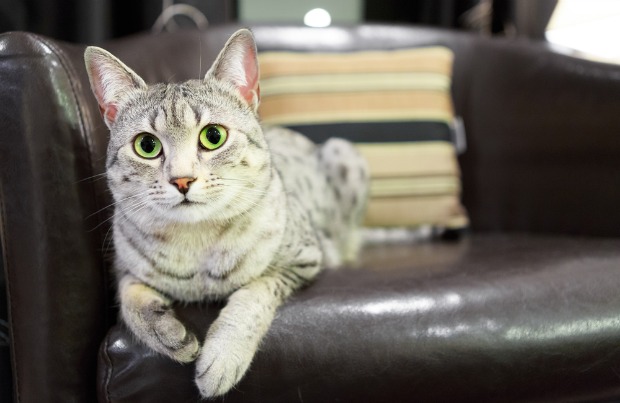 Beautiful Egyptian Mau Cat seat on chair pic  