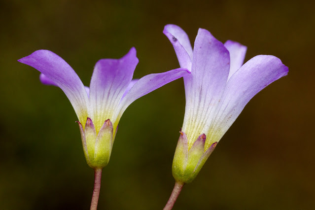 Кислица десятилисточковая (Oxalis decaphylla)