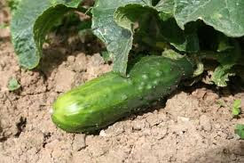 fruiting outdoor cucumber