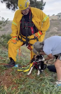 Perro sordo se siente aliviado de ser rescatado después de caer por un barranco de 30 metros