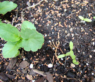 Caléndula (Calendula officinalis L.)