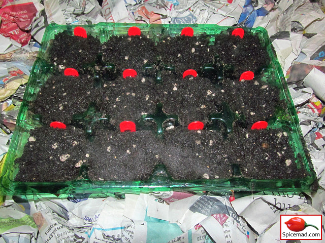 Chilli Seeds in the Heated Propagator - 19th February 2024