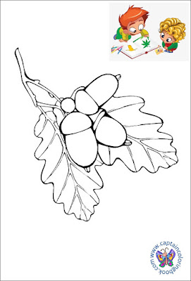 Free coloring pages acorn