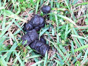 finding pig spoor, tracking pig droppings, what pig poop looks like