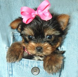 Yorkie pictures