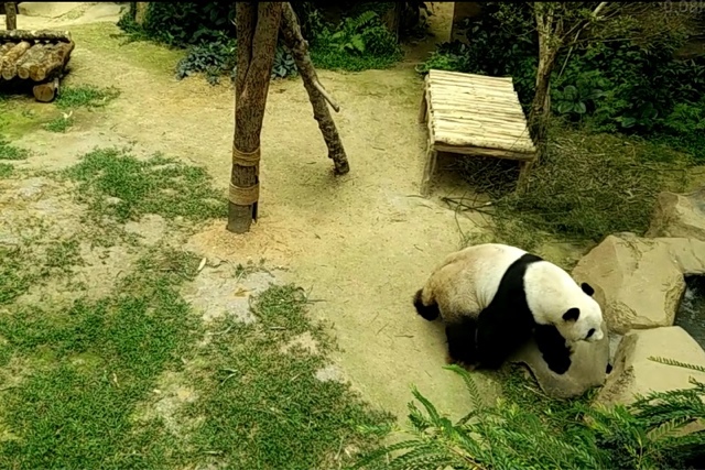 Fu Wa Giant Panda | Xing Xing