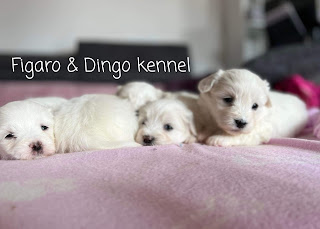 coton_de_tulear