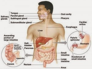 Manfaat Daun Kelor basmi Tumor dan Kanker