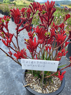 Kangaroo Paws