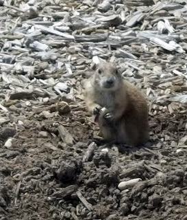 The News For Squirrels: Prairie Dog Town in Lubbock, TX
