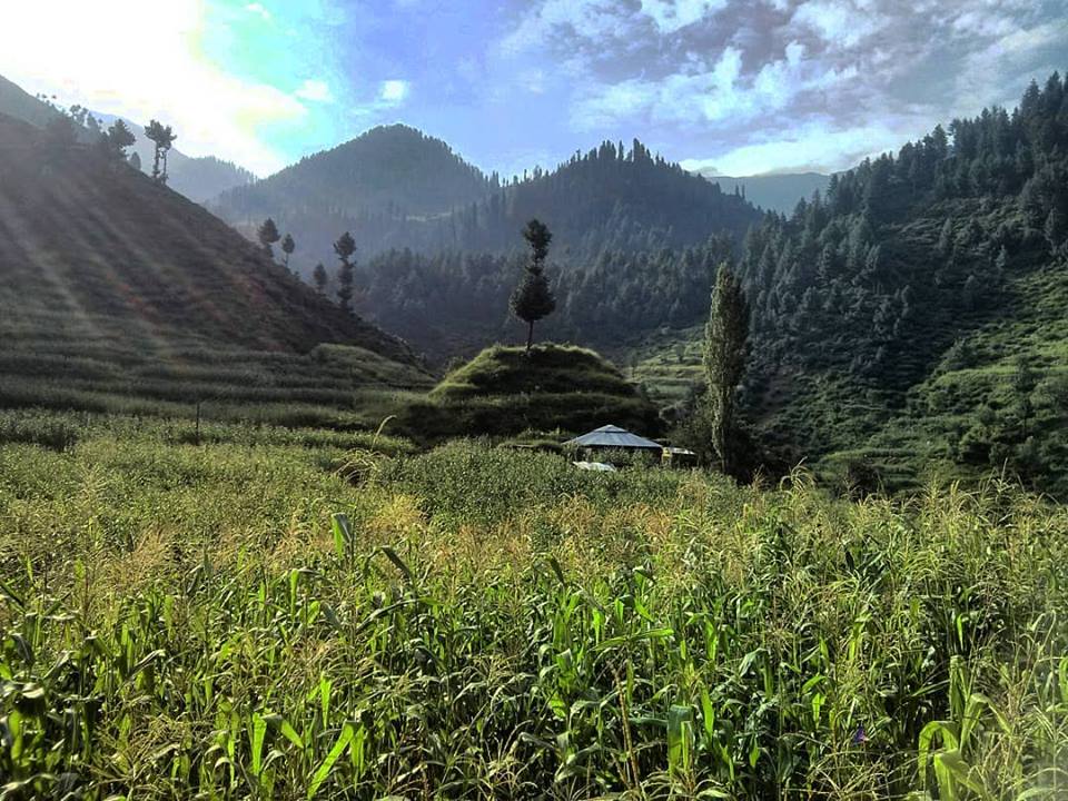 Gangwal valley Allai valley. Gangwal valley. Travel Allai valley Battagram. village life and corn field Ganwal valley.