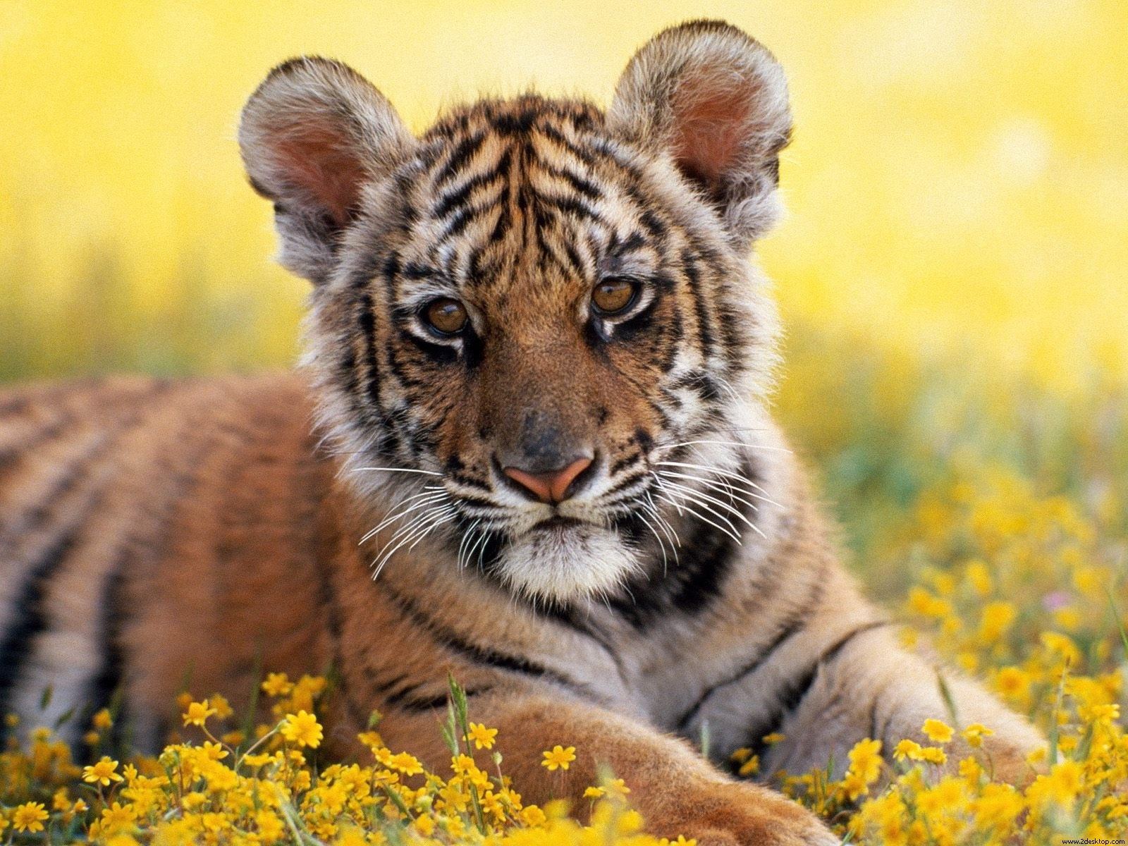 Animals: Tiger Wallpapers | Dangerous Animals
