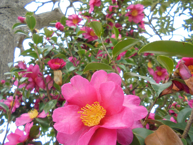 サザンカ（山茶花）