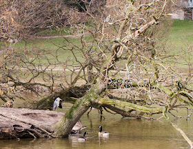 Grey Heron, Ardea cinerea.  Dunorlan Park, Tunbridge Wells, 17 March 2014.