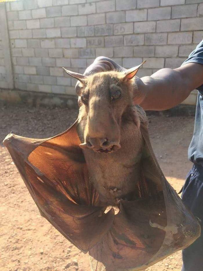 About The largest Bat In Africa