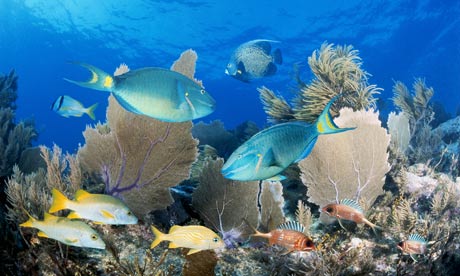 ... ekosistem terumbu karang ekosistem pantai batu dan ekosistem pantai