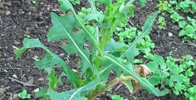 The Best Natural Painkiller, Similar To Opium,  Grows In Your Backyard