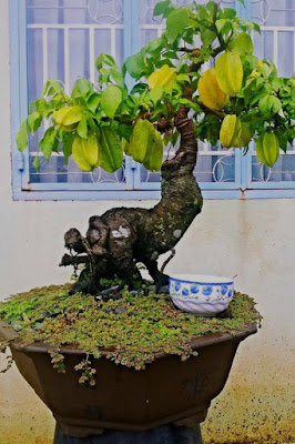 Gambar Bonsai Pohon Belimbing