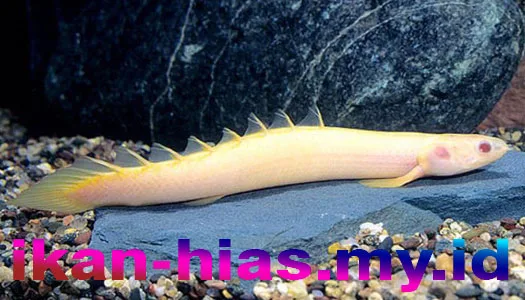 Ikan Naga / Palmas Albino