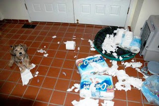 dog will wreck your house toilet paper puppy