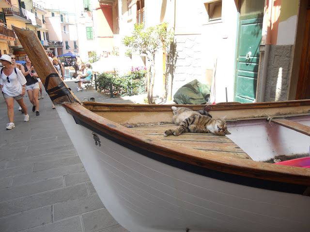 Cinque Terre cat