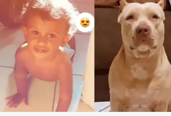Bebê de 10 meses morre após ser atacado por cão da raça pitbull 