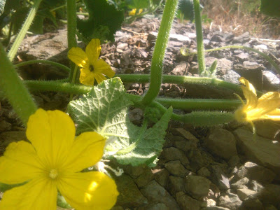 flores de pepino