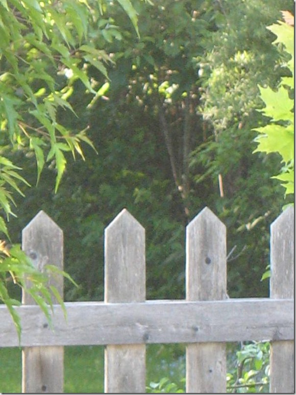 fence