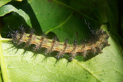 oruga de Leucanella aspera