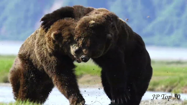 Vídeo – 2 gigantes ursos lutam ferozmente