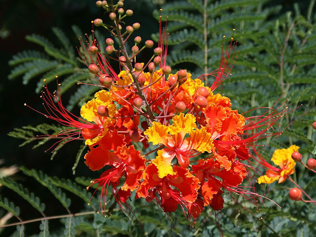 Bird Of Paradise Shrub