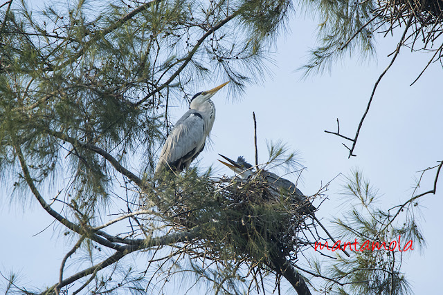 Grey Heron