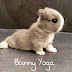 Yoga: A Path to Flexibility, Strength, and Mindfulness