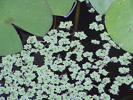 AZOLLA