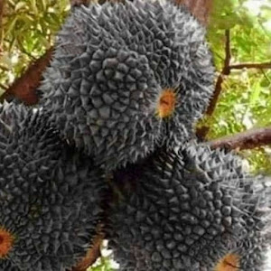 Bibit Durian Duri Hitam