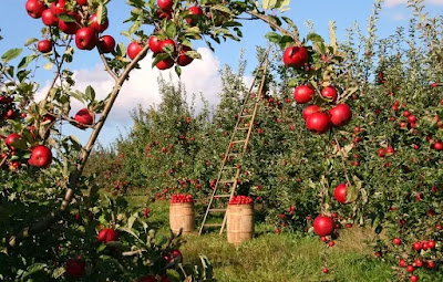 How To Transplant Apple Trees