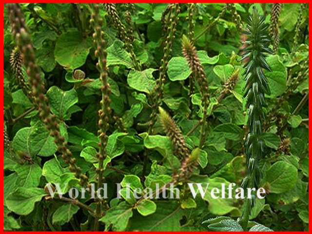 Introduction of Chirchita Plant