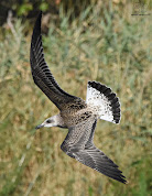 Gaviota patiamarilla