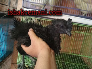 Ayam Cemani Walik Jantan