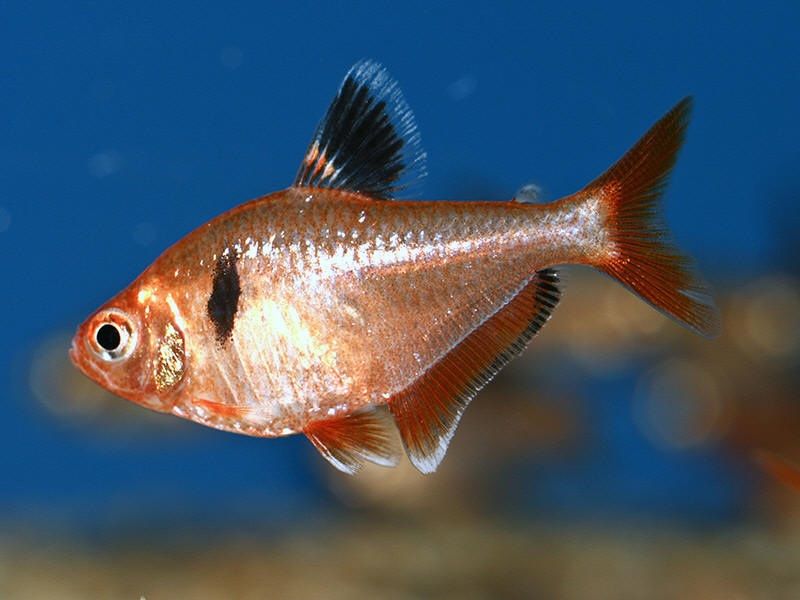 Panduan Lengkap Budidaya Ikan  Hias  Serpae Tetra 