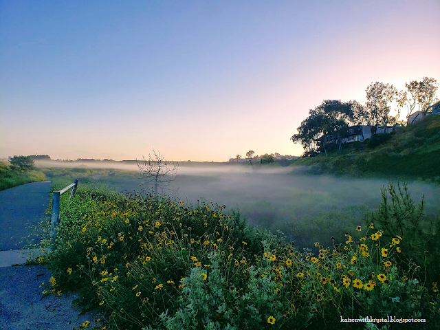 view of early morning fog on a concrete trail with sunflower bushes near Talbert Regional Park